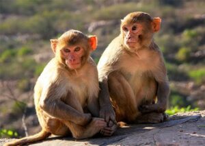 Galtaji Temple Jaipur sacred gorge monkey — hidden gem tourists miss 2026