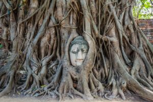Ayutthaya Buddha head banyan tree Wat Mahathat — iconic Thailand image 2026