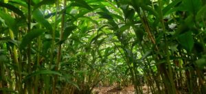 Hidden Kerala cardamom plantation lane — secret discovery off beaten path 2026