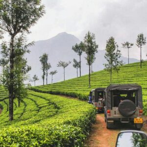 Munnar mountain road tea estate drive — shared jeep ₹200 transport hack tip