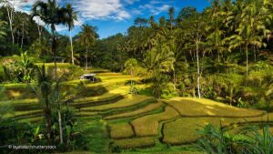  Tegallalang rice terraces Bali green — most iconic landscape travel guide 2026