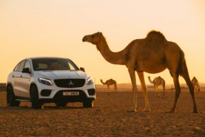 Dubai desert safari at golden hour — dune bashing and sunset experience 2026