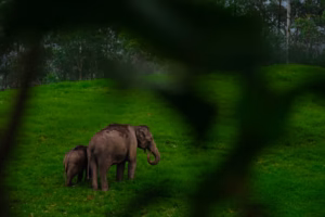 Periyar Lake elephants Thekkady Kerala — budget wildlife safari ₹200 experience