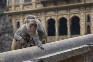 Galtaji Temple Jaipur free entry sacred dawn — best free experience budget trip