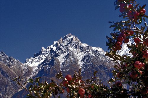 himachal apple orchard mountains