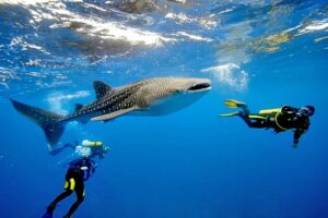 whale shark maldives snorkel