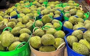 Durian (For the Brave)