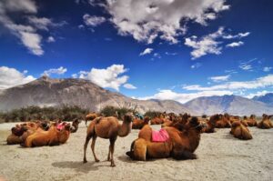 nubra valley ladakh landscape