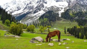 sonamarg-thajiwas-glacier-kashmir.jpg 