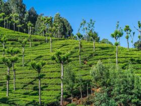 ooty tea gardens nilgiri