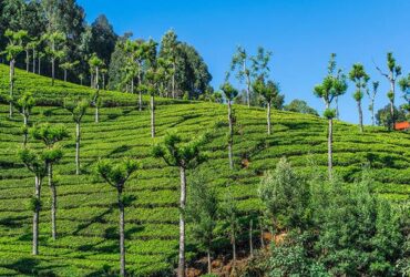 ooty tea gardens nilgiri