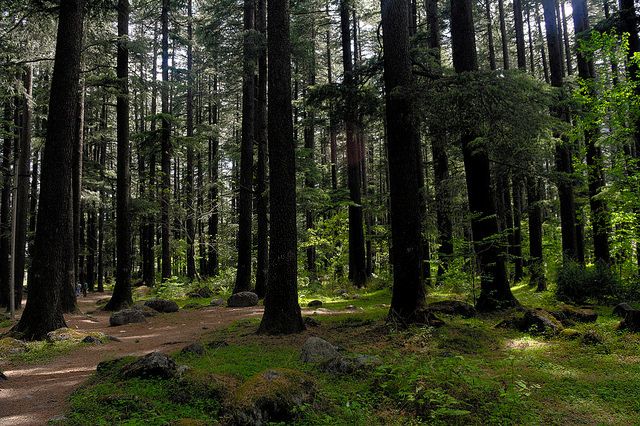 pine forest trail india himalaya morning